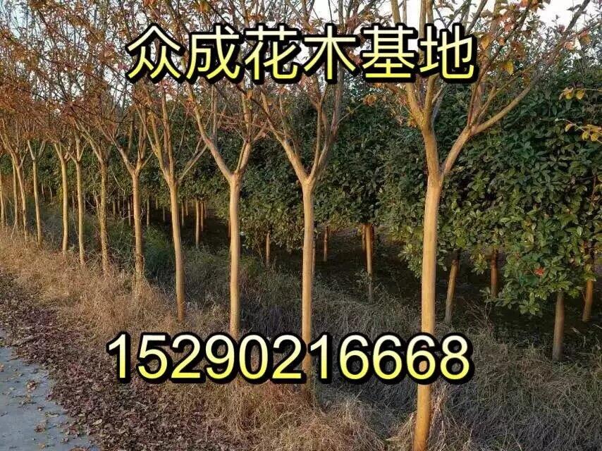 :_ϙulr