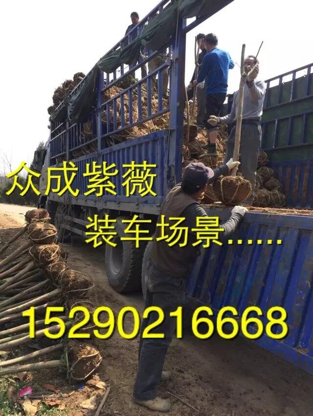 新聞:開(kāi)封河南檜柏批發(fā)價(jià)格