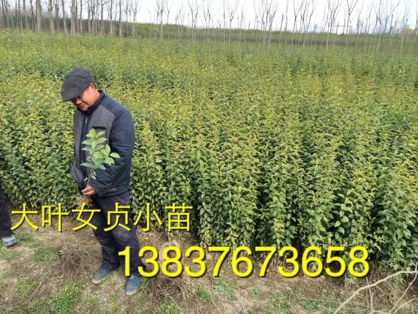 推薦:開封1米高刺柏哪家買