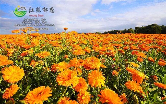 ̩лOӋнӴ