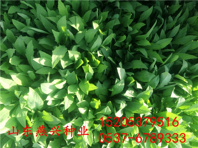 uвƺN̷N