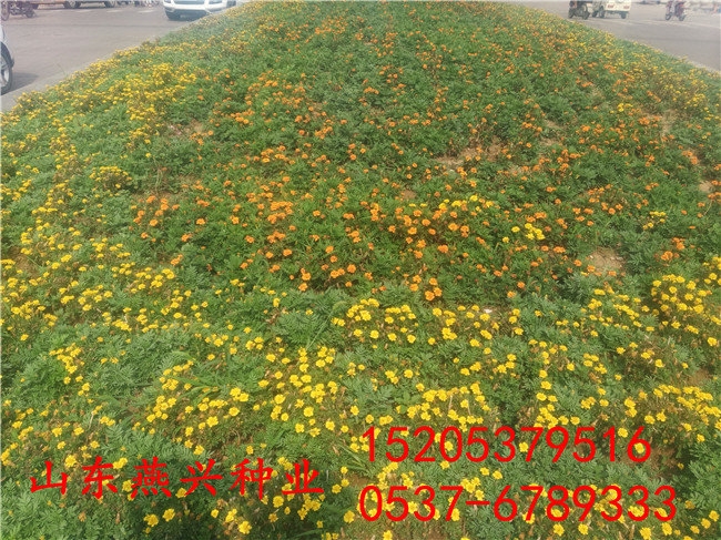 ɶкӵo²ݷNЩ