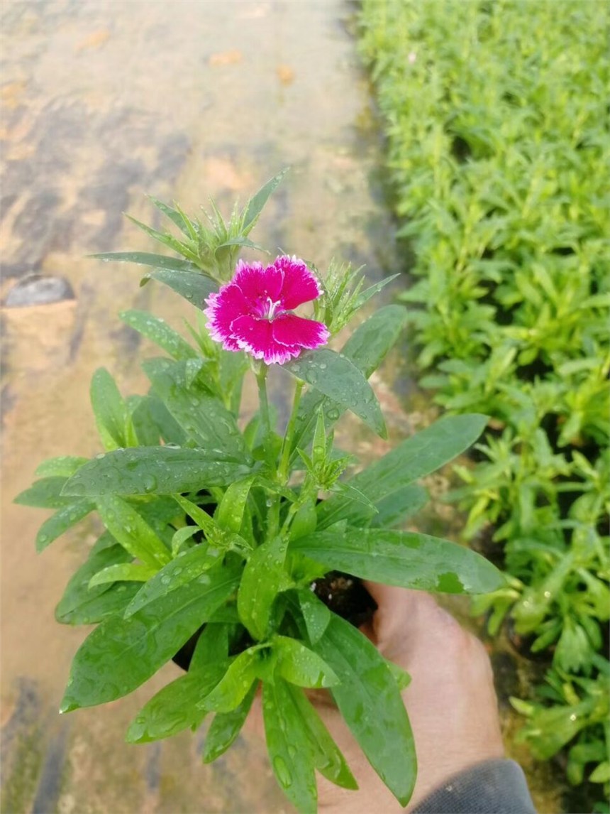 2019ֲСʯڴӦ